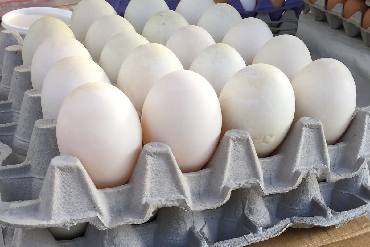 Fresh Local Duck Eggs 0.5 dozen - £ 2.80  per box