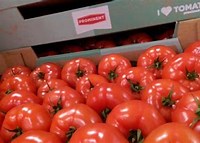 Fresh Tomatoes Salad - £ 1.81  per lbs